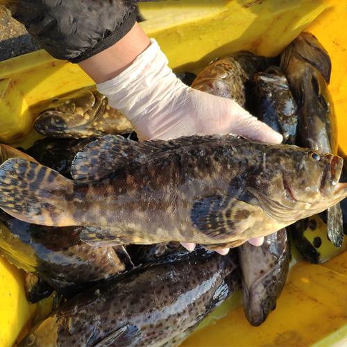 黑石斑鱼制作|黑石斑鱼种类|黑石斑鱼价格|食谱