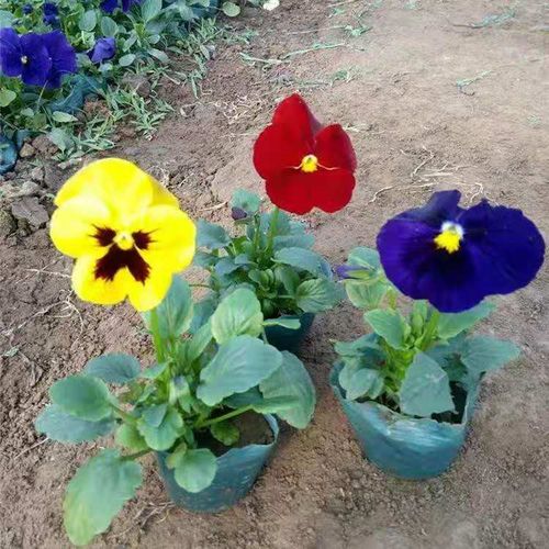 三色堇双色盆三色堇批发基地皮筒三色堇种子苗山东黄色三色堇