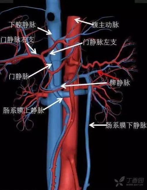 收藏丨全腹部高清ct图谱淋巴结彩色图谱血管解剖图谱大汇总
