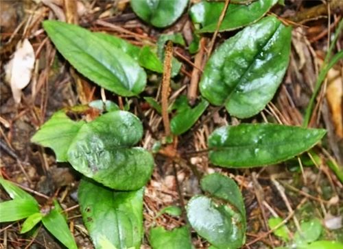 农村一种野草,叶子像"兔耳朵",不知道大家认不认识它?