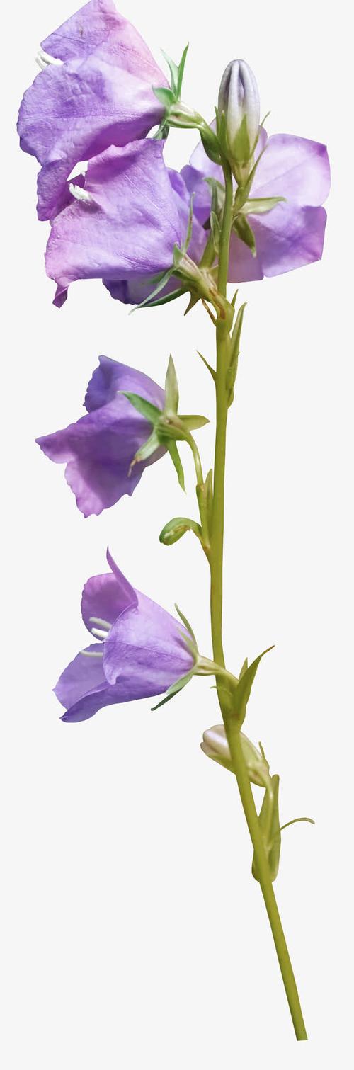 紫花