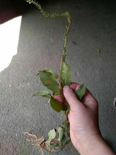 金鸡脚下红(家里的土话叫法)