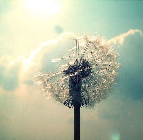 唯美意境,植物图片,唯美,蒲公英,植物唯美蒲公英