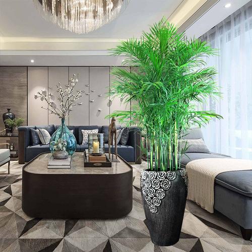 凤尾竹室内盆栽散尾葵客厅大型绿植办公室好养易活的