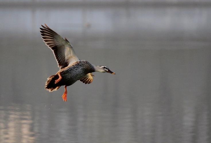 野鸭飞翔