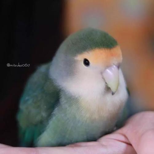 一只绿色金顶的小牡丹~特别喜欢主人挠脖子!