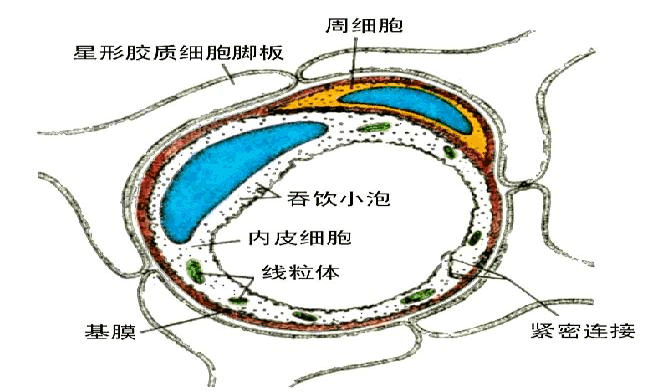 血脑屏障 精粹