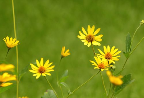 日光菊花语:热情,奔放,象征着美好的生活.