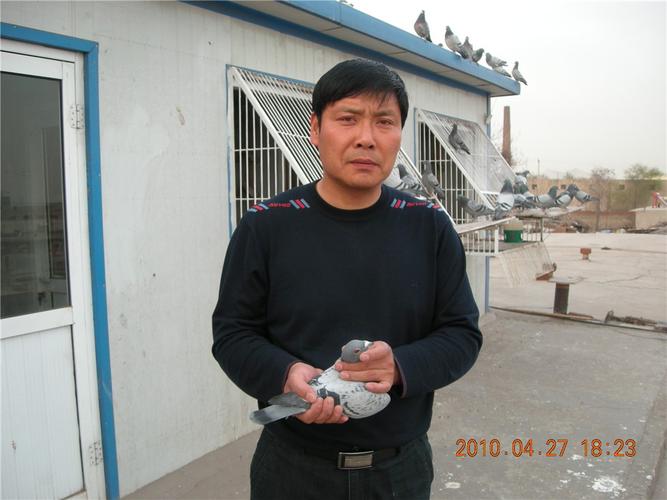 古冶区信鸽协会500公里验棚照片