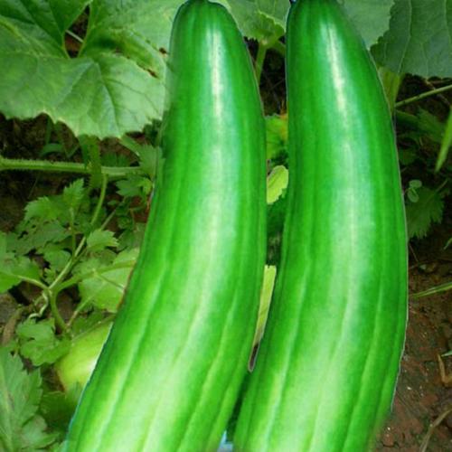 种子青龙菜瓜脆瓜梢瓜甜脆汁多清香生食凉拌家庭园艺