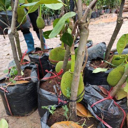 广西钦州灵山县海南菠萝蜜苗 菠萝蜜树带果带土发货红肉包邮