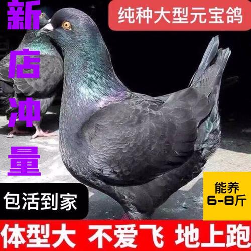 元宝鸽鸽子活一对活体公斤肉鸽特大型元宝观赏鸽大体种鸽成年巨型