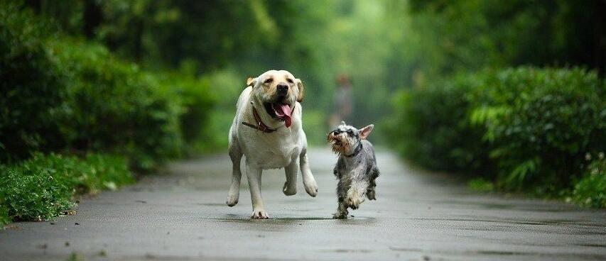 在养宠人的生活中,宠物到底扮演了什么角色?