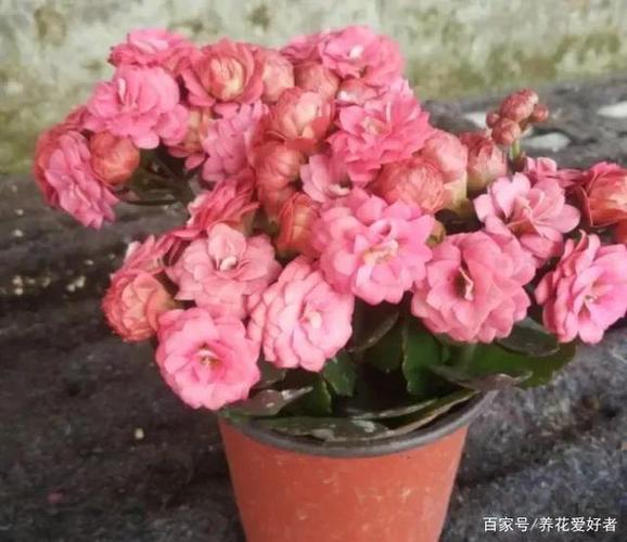 45种长寿花,个个都美爆了,你家养了多少种?