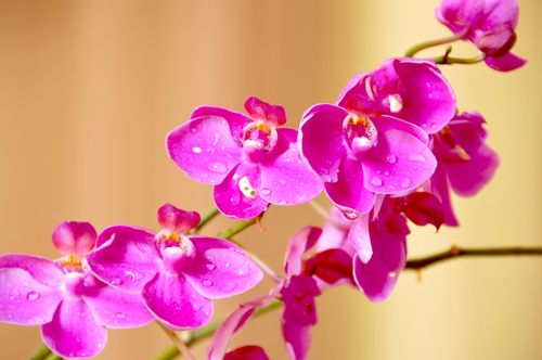 其它 我与蝴蝶兰 写美篇 不断变化背景和焦距,把最美的花定格在镜头里