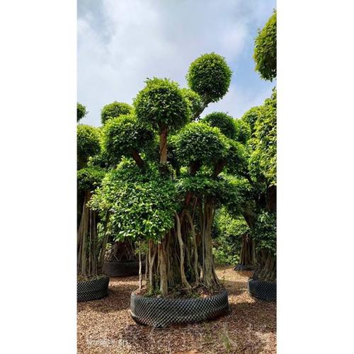 小叶榕 小叶榕价格 价格合理 诚意信