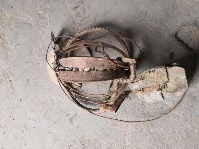 六安一男子自制电网非法狩猎黄野猪黄麂被抓