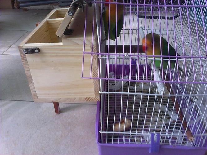 我的棕头牡丹鹦鹉多大了.买回来的就是大鸟.从买回来到现在有7个月了.