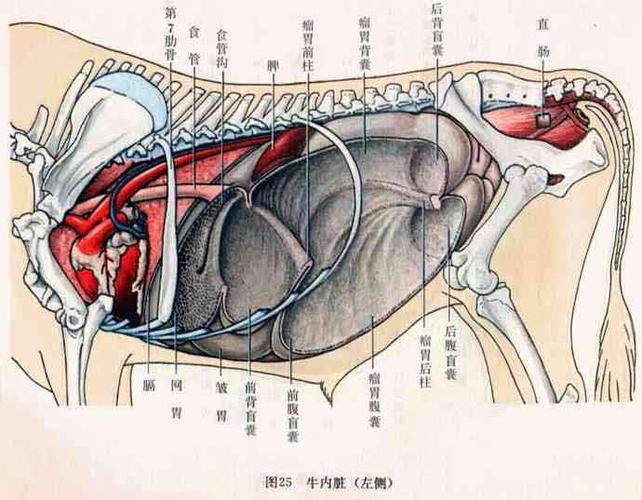 牛的内脏分解图