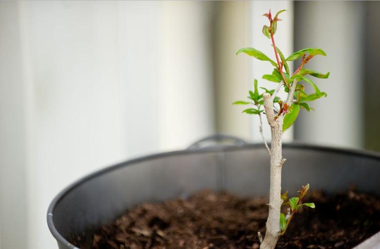 石榴在花盆中也能不断开花结果,变成阳台上迷人的景观