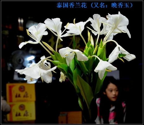香兰花(泰国香兰-又名晚香玉)