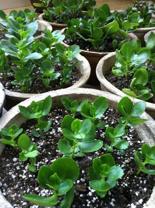 扦插长寿花?掌握4点,插一盆爆一盆,满阳台全是花