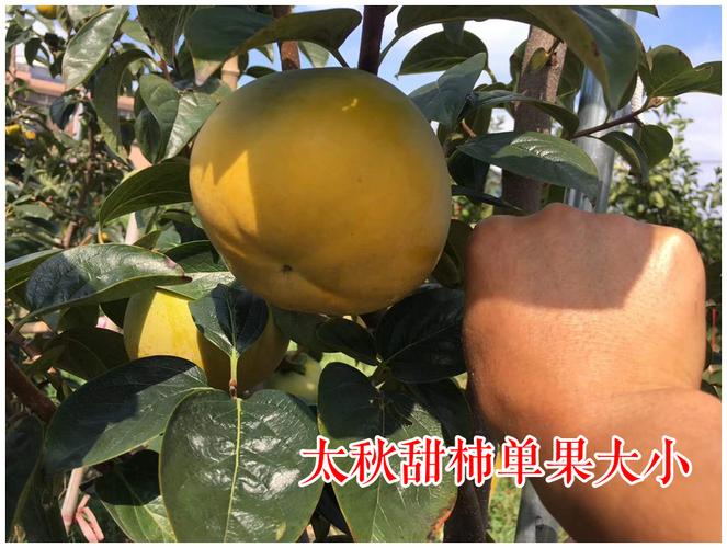 太秋甜柿苗大秋