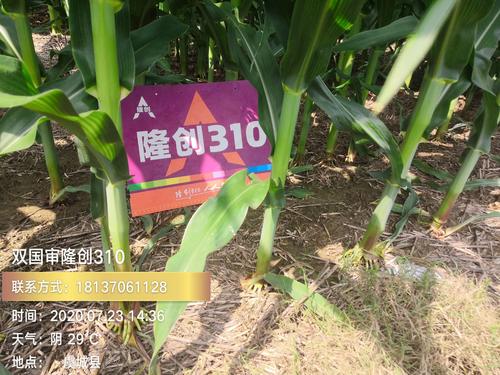 其它 隆平联创最新双国审隆创310 写美篇审定编号:国审玉20196162品种