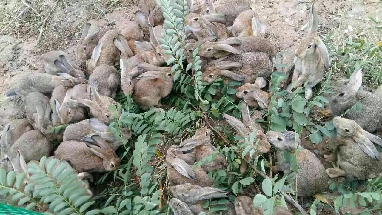 战友野兔养殖!