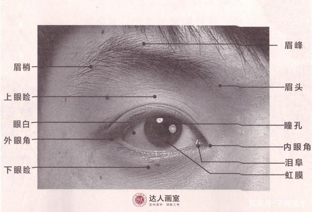 眼睛的基本结构由眼眶,  眼球,眼轮匝肌,上下眼险,瞳孔,眉毛等组成.