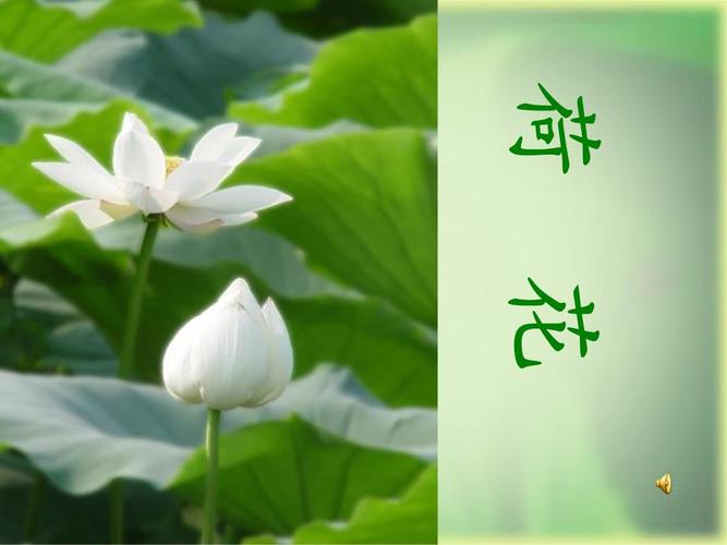语文苏教版三年级下册荷花(第二课时).ppt 28页