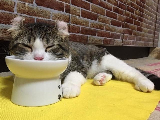 猫的声音为什么能让人引发保护欲?