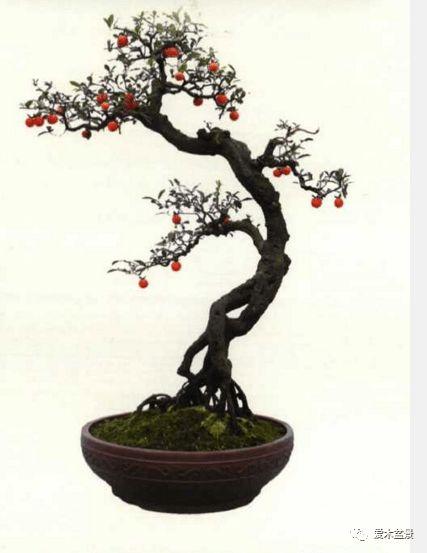 金弹子盆景栽培技术与管理(三)