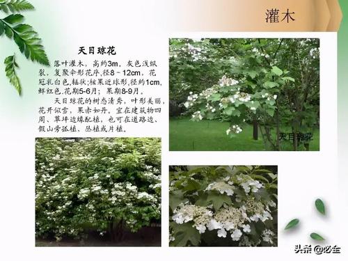 北方常见园林观赏植物——小乔木及灌木