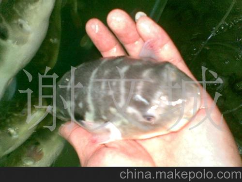 金城海鲜行/广东河豚鱼/河豚鱼价格/河豚鱼批发/小巴鱼