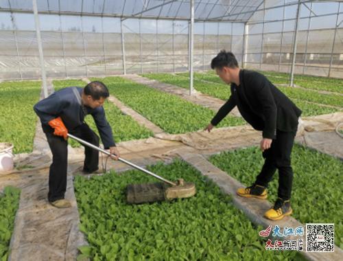宜春市烟草专卖局做好烟苗剪叶炼苗工作图