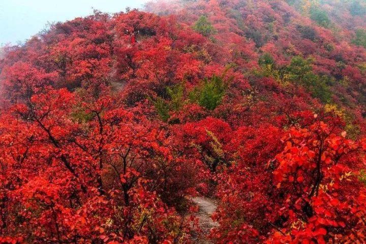 韩城座绝美小城,再过一星期满山红叶将惊艳来袭!