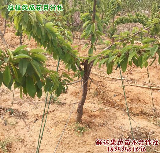大樱桃苗美早车厘子当年结果南方北方种植盆栽地栽烟台樱桃树苗