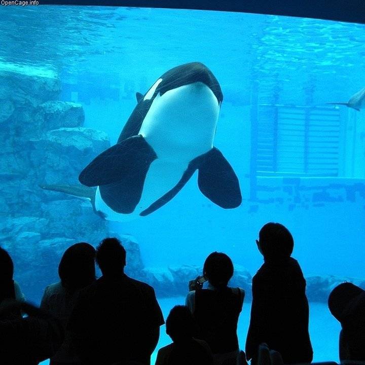 图注:圈养状态下的虎鲸,图片来自网络