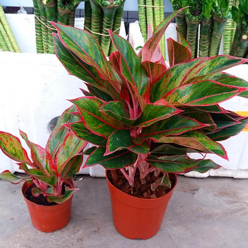 绚丽多彩亮眼夺目的粗肋草,万年红这么养护,色泽清丽