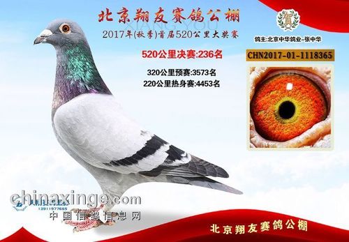 20171117143751427_s_北京中华鸽业-中信网爱鸽商城