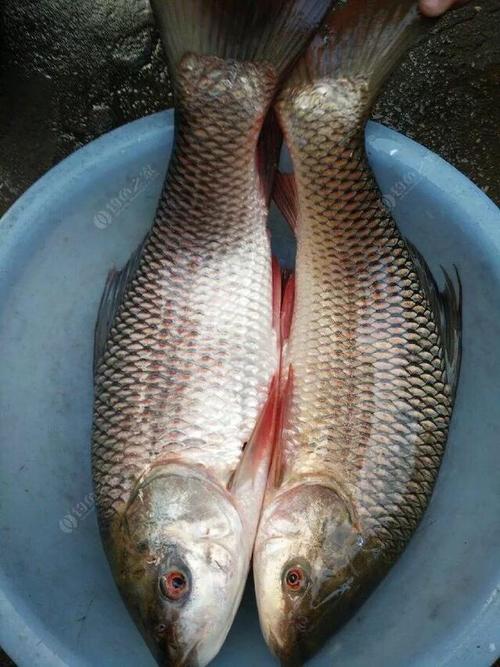 钓鱼科普,各种鲮鱼你懂分辨吗?钓友:傻傻分不清楚