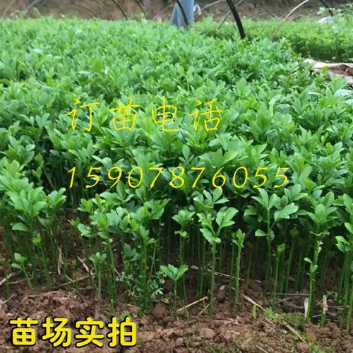 马甲子树苗铁篱笆刺苗马甲子苗铁篱笆栅栏围墙护栏鸟不站刺树苗