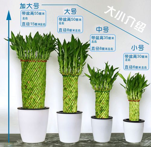 水培土培富贵竹带根造型编织小盆景 盆栽创意花卉竹子客厅