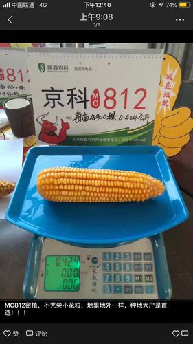 国审超级玉米新品种—京科mc812