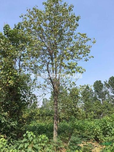 北方工程绿化 21公分楸树价格 小区绿化必选