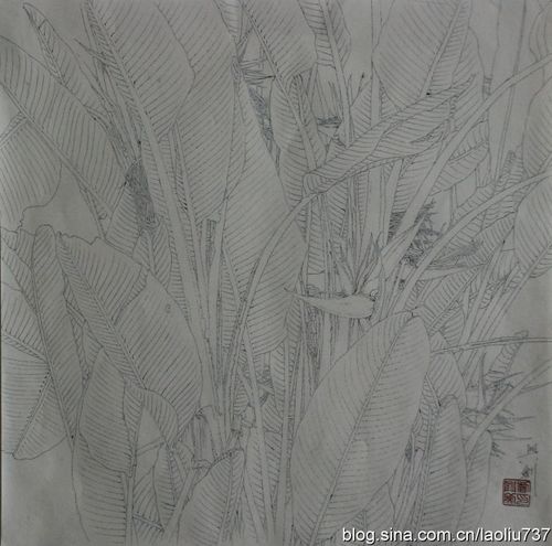 [转载]线描写生——南国馨香系列