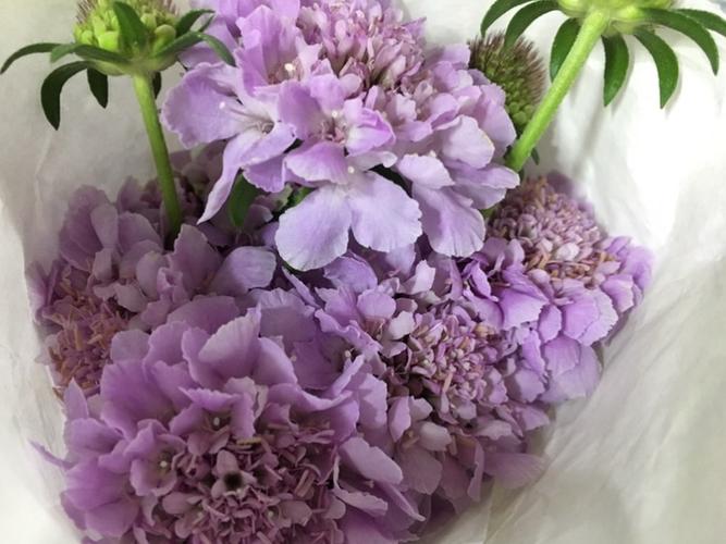 松虫草
