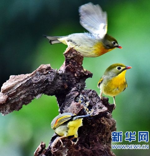 乌山相思鸟觅食嬉戏 成为福州市区一道新的风景