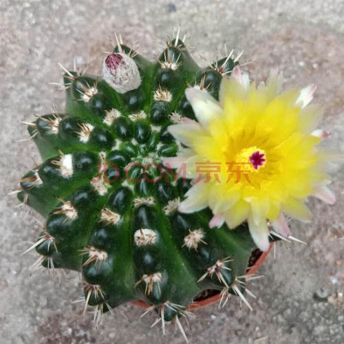 园艺 仙人球【超大绯花玉】 易养美观开花 绿植盆栽 精品狮子王9-10cm